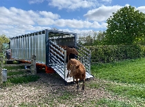 Larrington Cattle Transporter